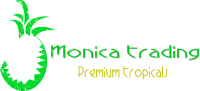 Monica Trading Log (Hi Res Web Size Transparent Background)